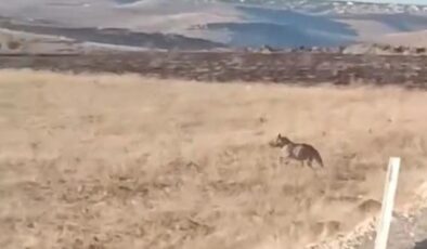 Şanlıurfa’da Anadolu sırtlanı ile yaralı çakal kameralara yansıdı