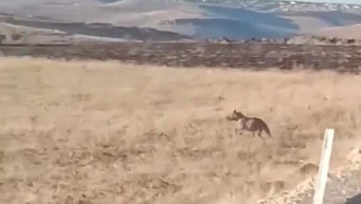 Şanlıurfa’da Anadolu sırtlanı ile yaralı çakal kameralara yansıdı