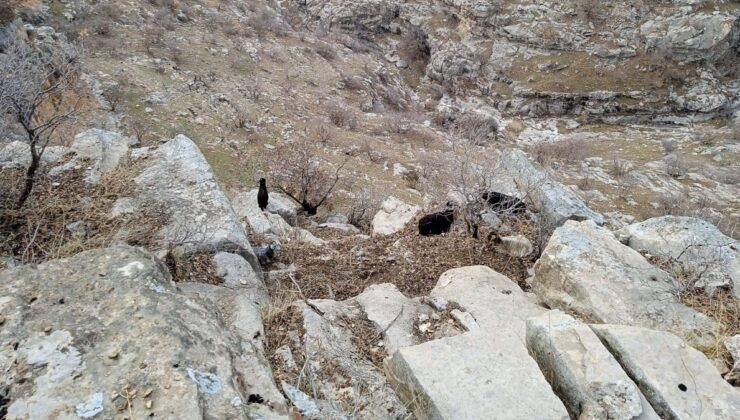 Siirt’te çoban TikTok izlerken keçiler kayalık alanda mahsur kaldı