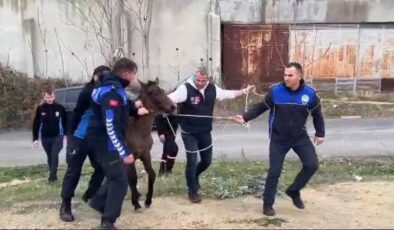 Tekirdağ’da zabıtadan nefes kesen at yakalama operasyonu