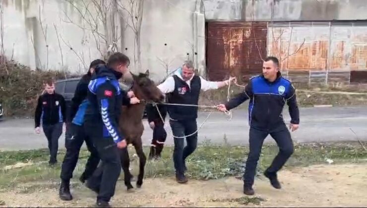 Tekirdağ’da zabıtadan nefes kesen at yakalama operasyonu