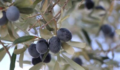 Tekirdağ’da zeytin hasadı heyecanı sürüyor