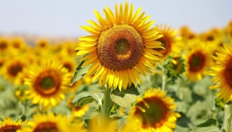 Tekirdağ’dan Rusya’ya 120 ton yerli ayçiçeği tohumu gitti