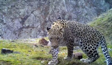 Türkiye’de 10 erkek Anadolu parsı fotokapanla görüntülendi