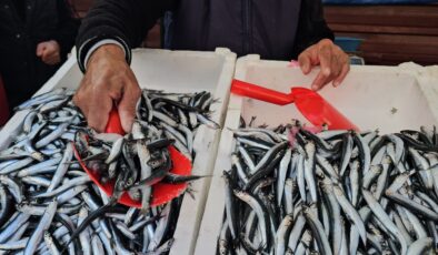 Zonguldak’ta hamsi bolluğu