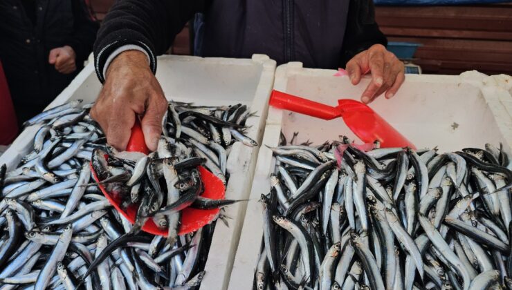 Zonguldak’ta hamsi bolluğu