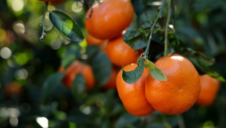 Adana’da mandalina dalında 17-18 lira