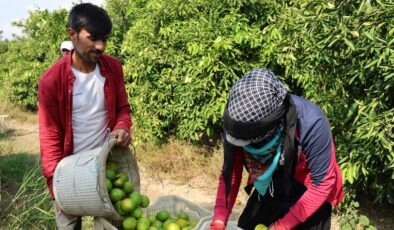 Adana’da Suriyelilerin gidişi tarım sektörünü zora sokabilir: Gitmesinler