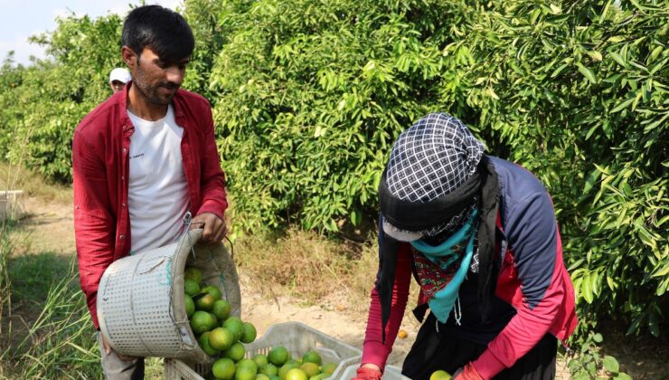 Adana’da Suriyelilerin gidişi tarım sektörünü zora sokabilir: Gitmesinler