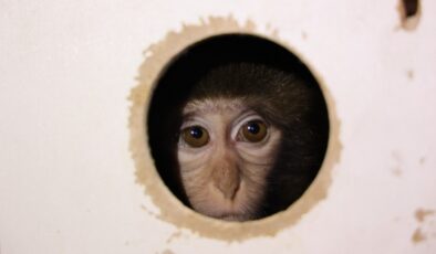 Antalya’da otobüsle gönderilen koliden maymun çıktı