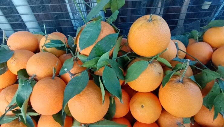 Antalya’nın dev portakalları: 3 tanesi 2 kilo geliyor