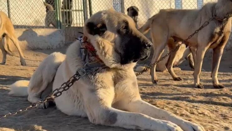 Arap ülkelerinden Kangal köpeğine büyük ilgi