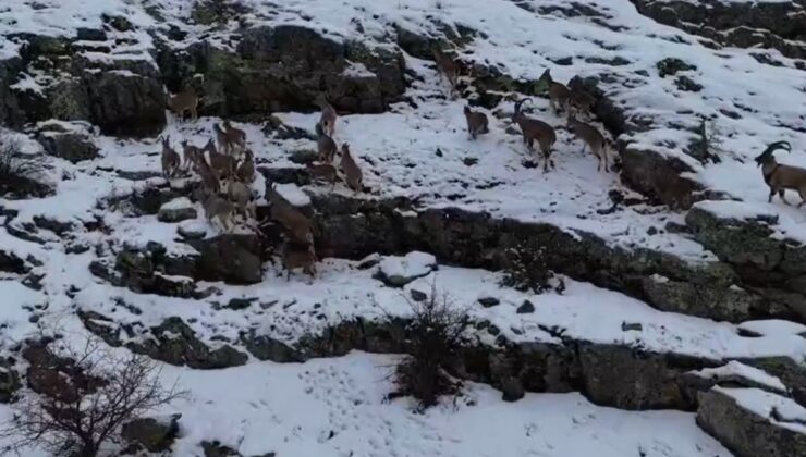 Bayburt Kop Dağı’nda dağ keçilerini görüntüledi