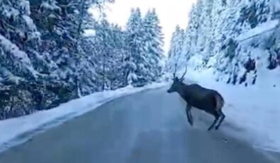 Bolu’da kızıl geyik karla kaplı yolda görüntülendi