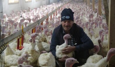 Bolu’da yılbaşına özel 150 bin hindi üretildi
