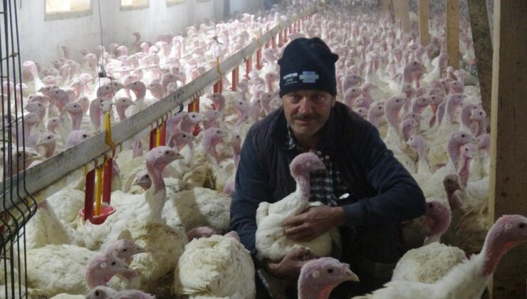 Bolu’da yılbaşına özel 150 bin hindi üretildi