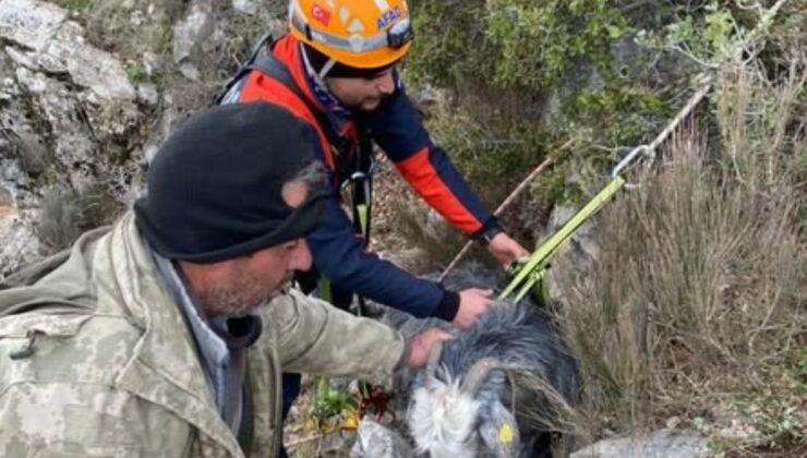 Burdur’da dağlık alanda mahsur kalan keçi kurtarıldı