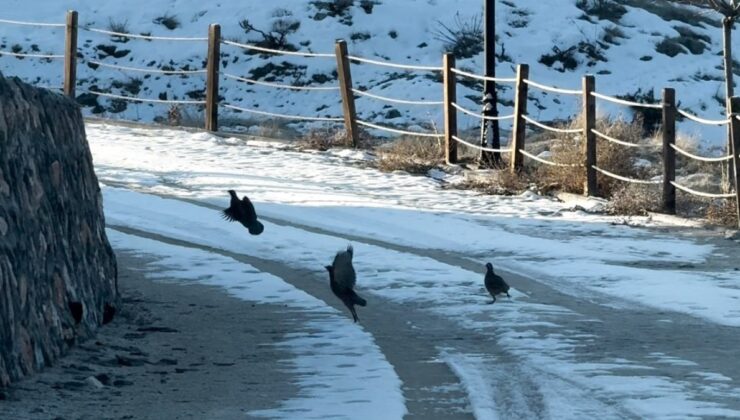 Elazığ’da kekliklerin kar altında yiyecek telaşı