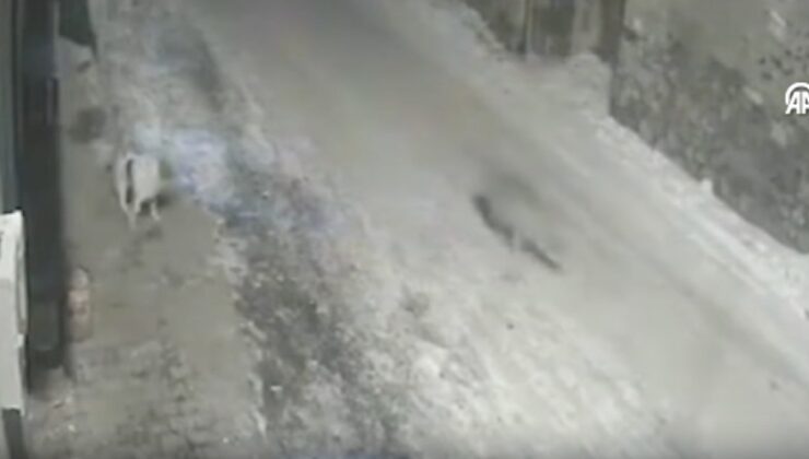 Erzurum’da yerleşim yerine inen kurtlar sokakta yiyecek aradı