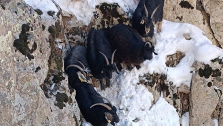 Hakkari’de dağda mahsur kalan keçiler kurtarıldı