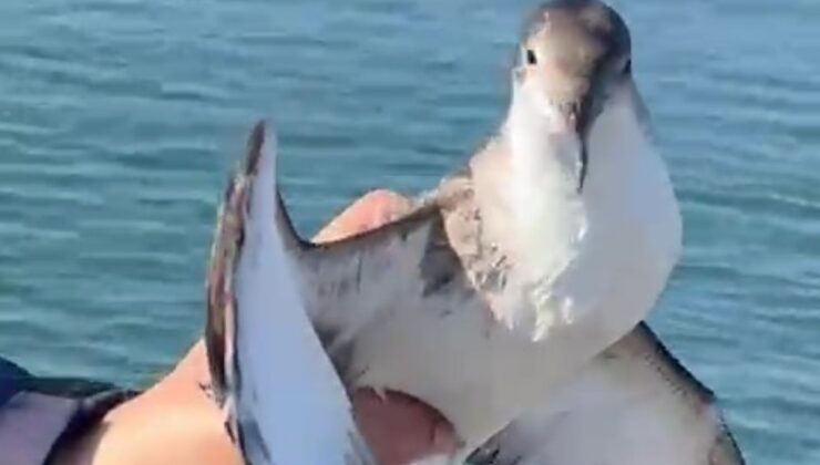 Hatay’da balıkçının oltasına martı takıldı