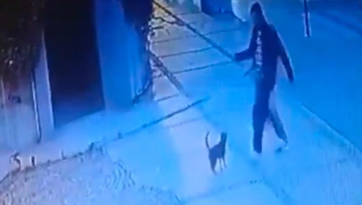 İstanbul Beşiktaş’ta kediyi tekmeleyen şüpheli yakalandı