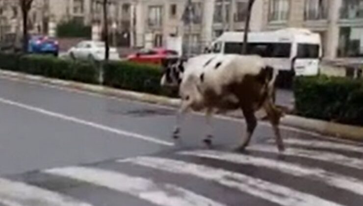 İstanbul Esenyurt’ta başıboş inek trafiği birbirine kattı