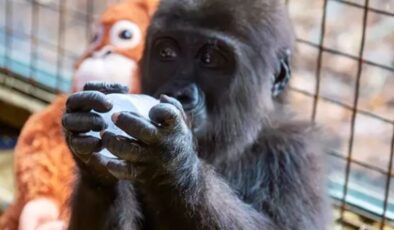 İstanbul Havalimanı’nda bulunan yavru gorile yeni isim