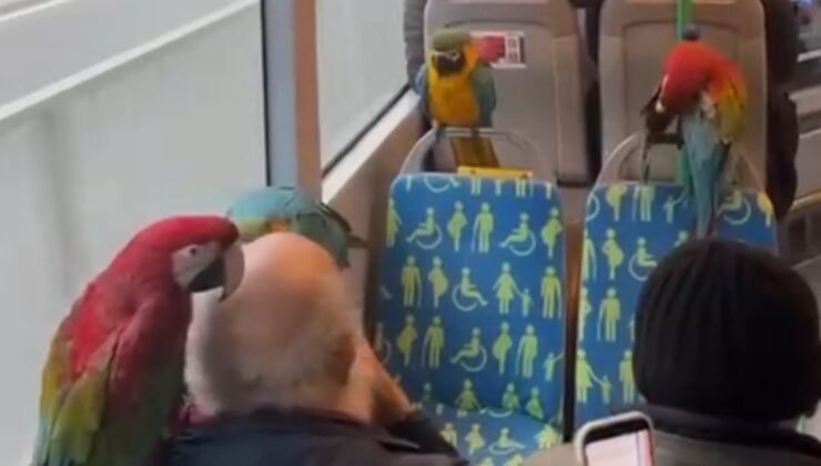 İstanbul’da otobüse papağanlarıyla bindi