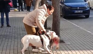 İstanbul’da sokak kedisini öldüren yasak ırk köpeğin sahibi tutuklandı