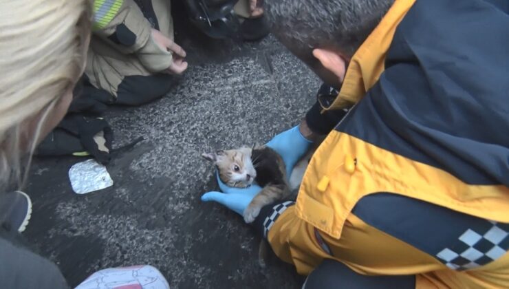 İstanbul’da yangından kurtarılan kediye kalp masajı