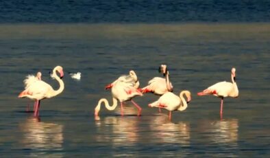 İzmir Körfezi’nin temizlenmesiyle flamingolar ve pelikanlar geri döndü