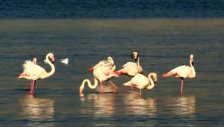 İzmir Körfezi’nin temizlenmesiyle flamingolar ve pelikanlar geri döndü