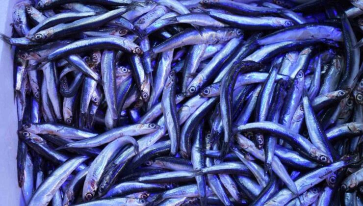 Karadeniz’in tezgahın gözdesi hamsi oldu