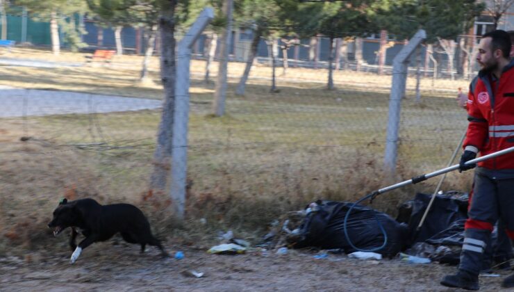 Kayseri’de köpeği severken saldırıya uğradı