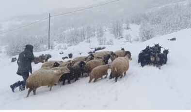 Muş’ta kar yağışı çiftçilerin hayatını olumsuz etkiliyor