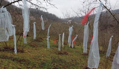 Ordu’da ‘Müslüman çam ağacı süslemez’ deyip, fındık bahçesini süsledi