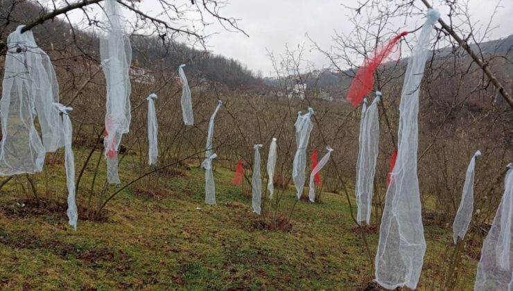 Ordu’da ‘Müslüman çam ağacı süslemez’ deyip, fındık bahçesini süsledi