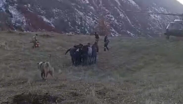 Siirt’te domuz saldırısından kaçarken uçurumdan düştü