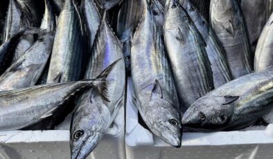 Sinop’ta palamudun tanesi 200 liraya fırladı