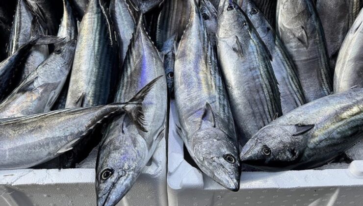 Sinop’ta palamudun tanesi 200 liraya fırladı