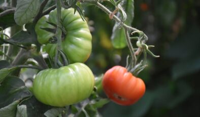 Tarım ve Orman Bakanlığı pestisitlere ilişkin kalıntı limitlerini düzenledi