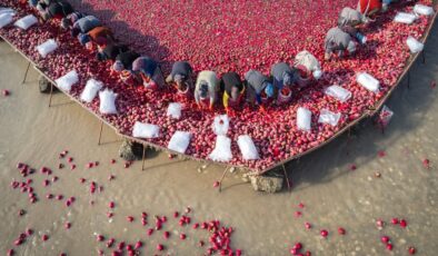 Tescilli Kadirli turpunda hasat telaşı başladı