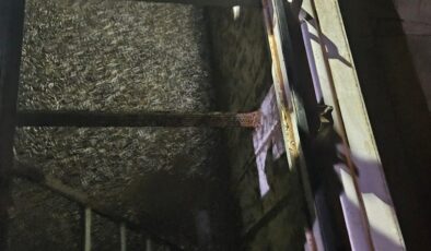 Trabzon’da yasal boy sınırı altındaki 11 ton hamsiye el konuldu