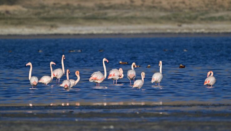 Van Gölü Havzası’ndan göç etmeyen kuşlara koruma