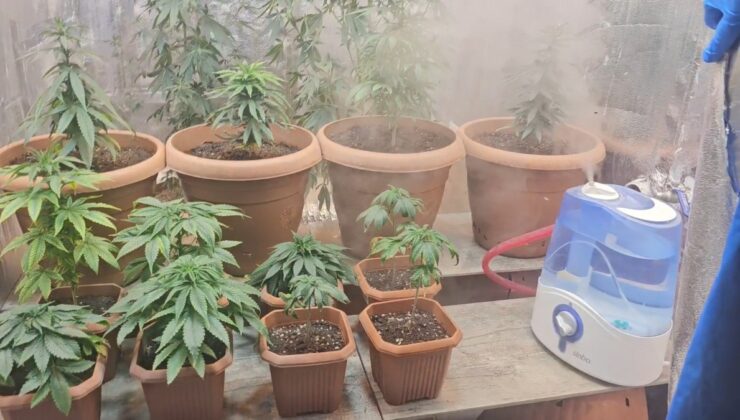 Adana’da iş yerine kurduğu serada uyuşturucu yetiştirdi: Kendim için üretiyordum