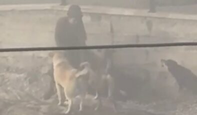Ankara’da başıboş köpek dehşeti: Hamile kadına saldırdılar