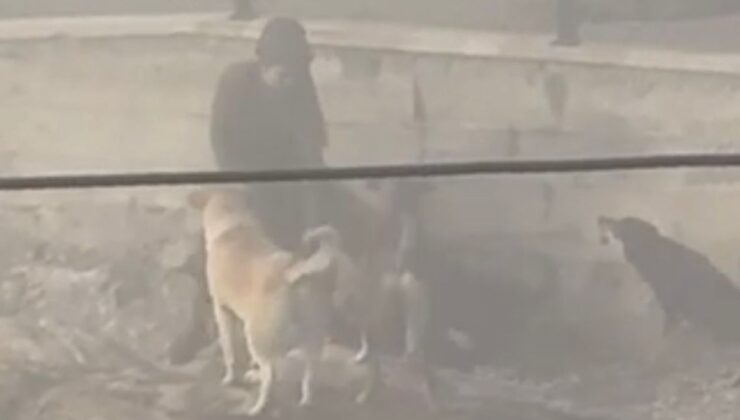 Ankara’da başıboş köpek dehşeti: Hamile kadına saldırdılar