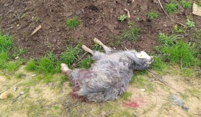 Antalya’da sokak köpekleri 25 keçiyi telef etti