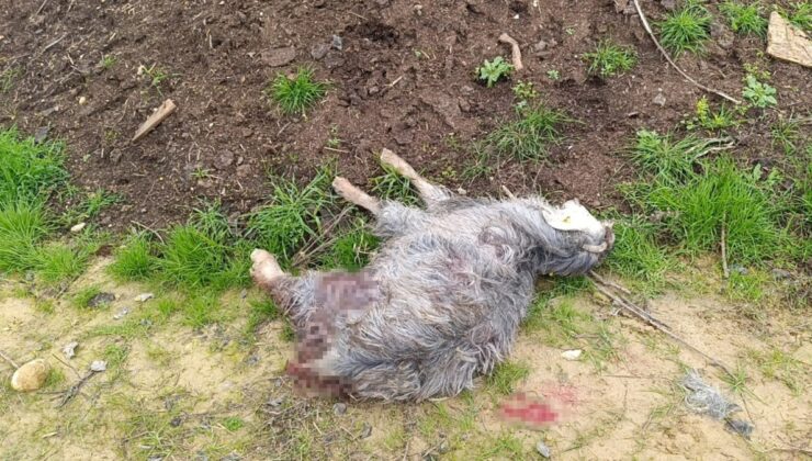 Antalya’da sokak köpekleri 25 keçiyi telef etti